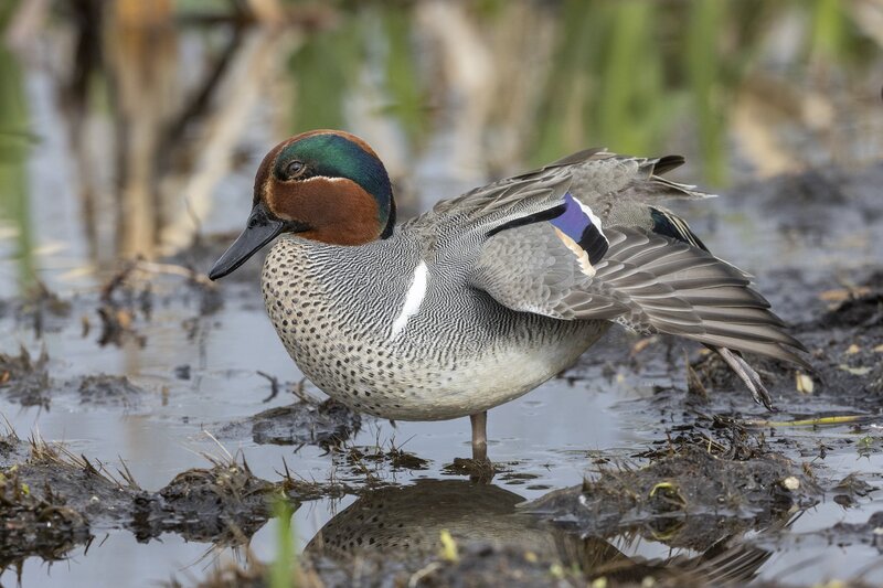 greenwingteal-3270.jpg