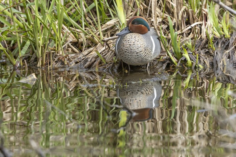 greenwingteal-3280.jpg
