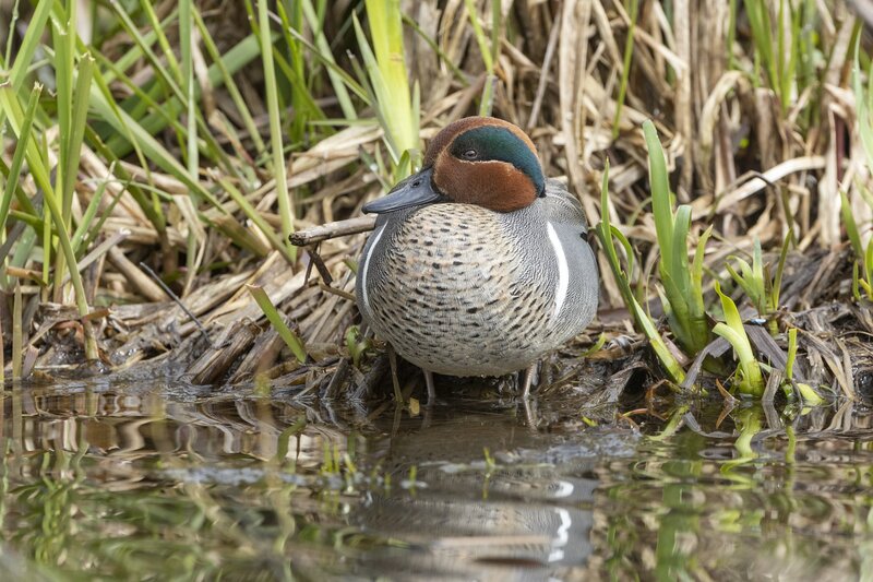 greenwingteal-3281.jpg
