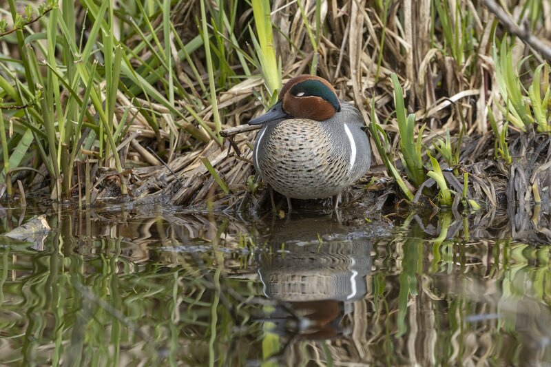 greenwingteal-3293.jpg