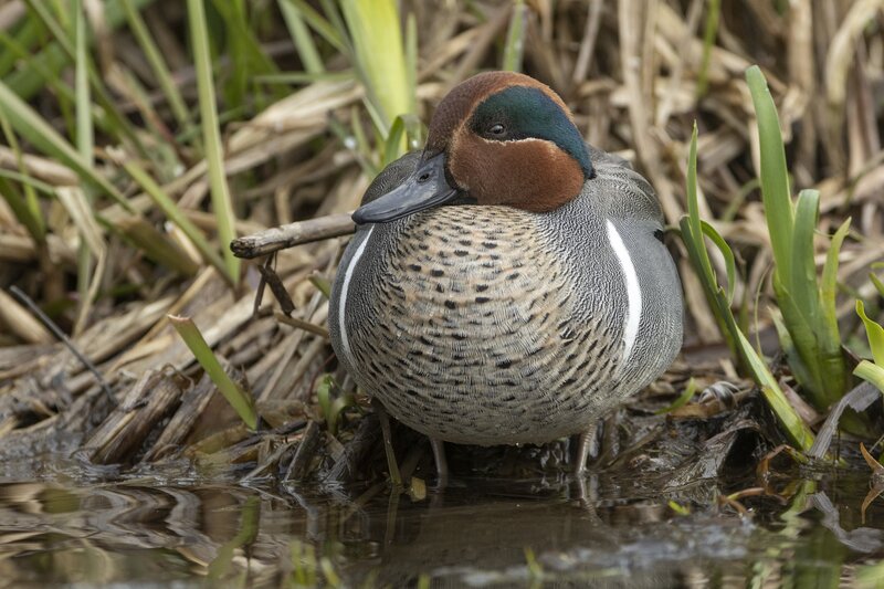 greenwingteal-3300.jpg