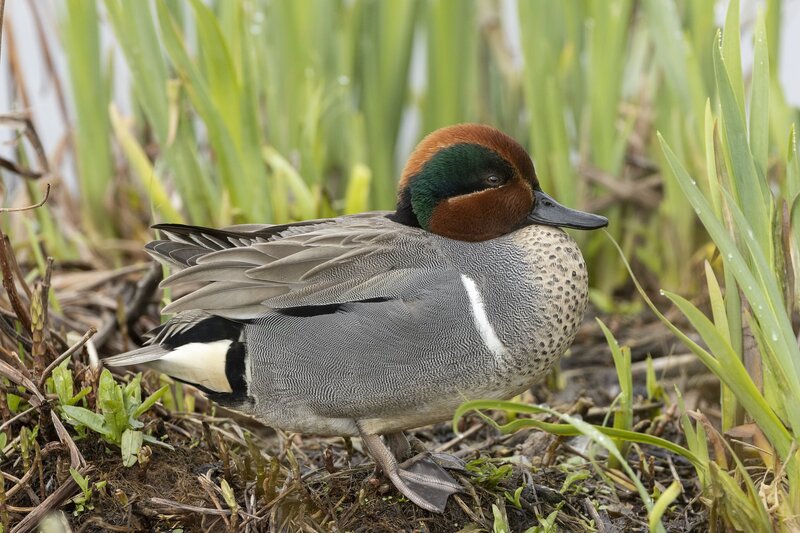 greenwingteal-3311.jpg