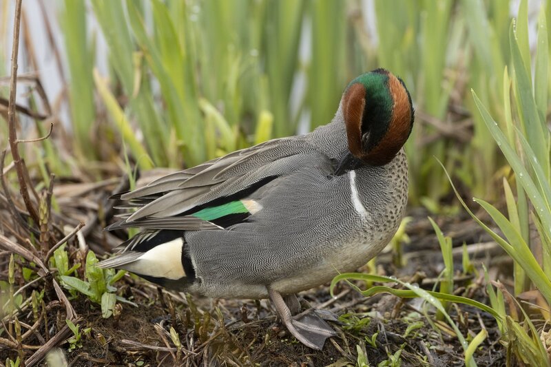 greenwingteal-3312.jpg
