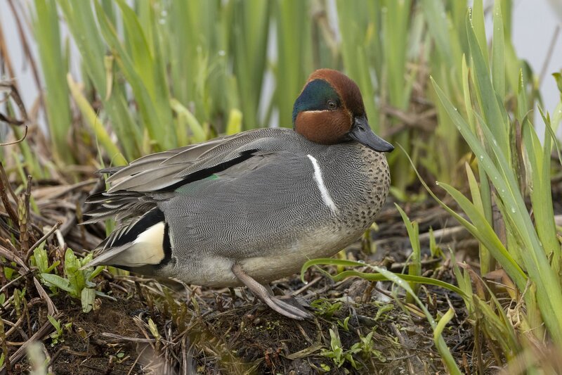 greenwingteal-3313.jpg