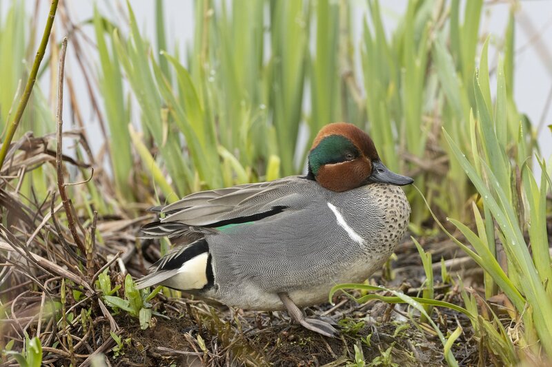 greenwingteal-3320.jpg