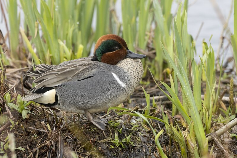 greenwingteal-3323.jpg