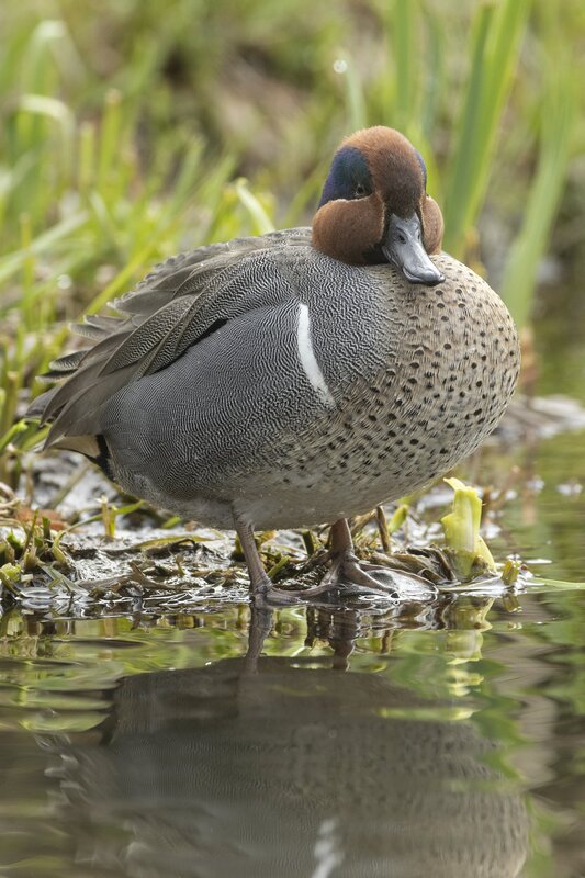 greenwingteal-3352.jpg