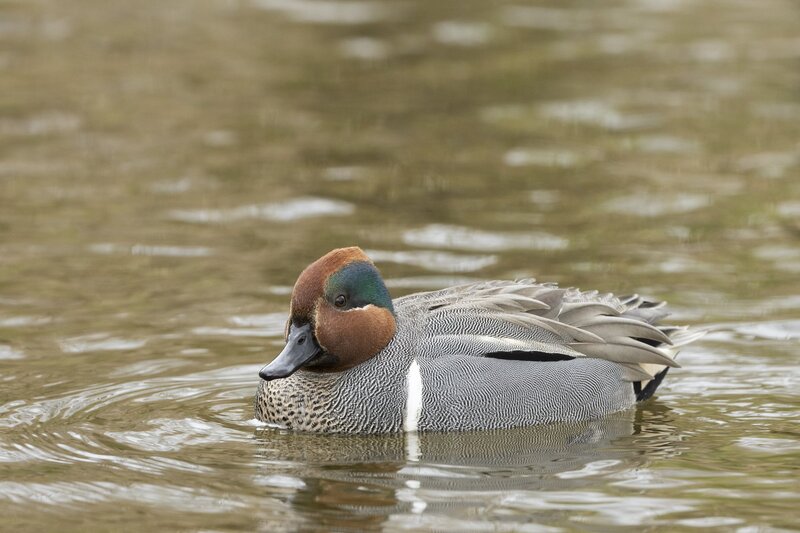 greenwingteal-3412.jpg