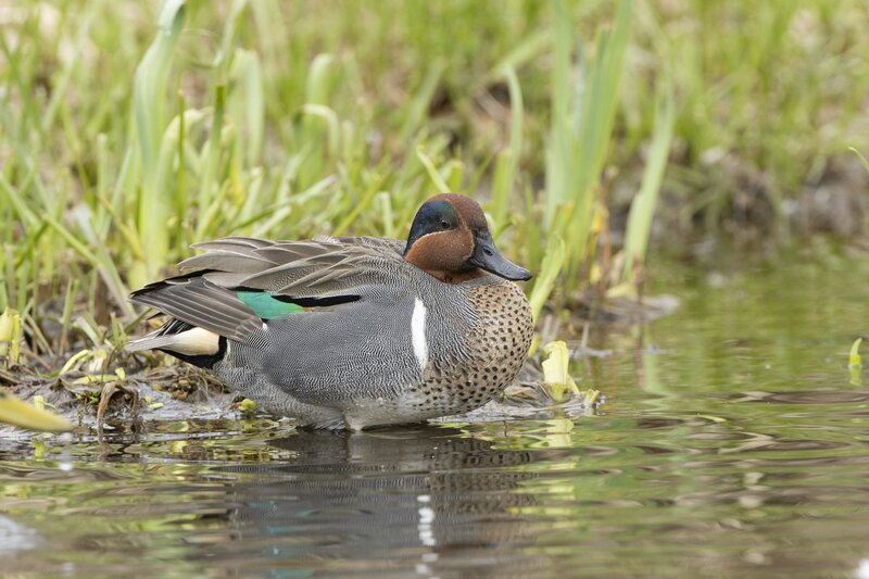 greenwingteal-3420.jpg