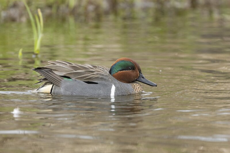 greenwingteal-3421.jpg