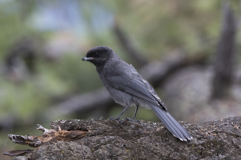 greyjay-0752.jpg