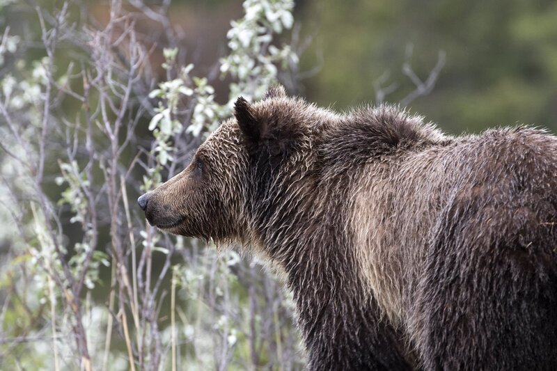 grizzly-0497.jpg :: Close-up of grizzly bear