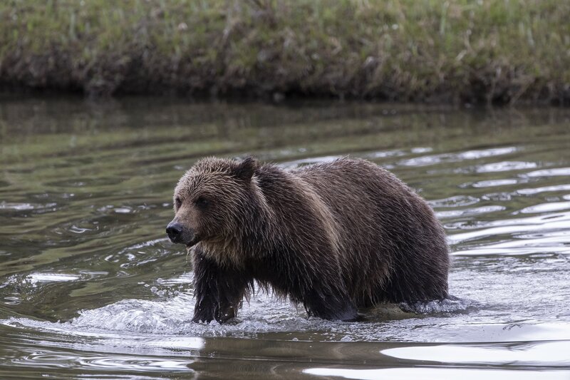 grizzly-0514.jpg :: Grizzly bear crossing stream