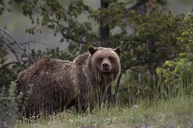 grizzly-0917.jpg :: Grizzly bear at forest edge