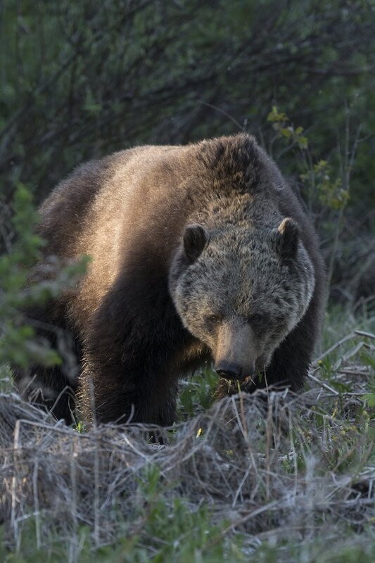 grizzlybear-0039.jpg :: Grizzly bear feeding at forest edge