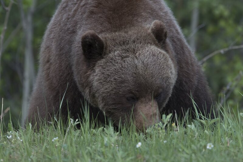 grizzlybear-0095.jpg :: Closeup of large grizzly bear feeding in grassy meadow