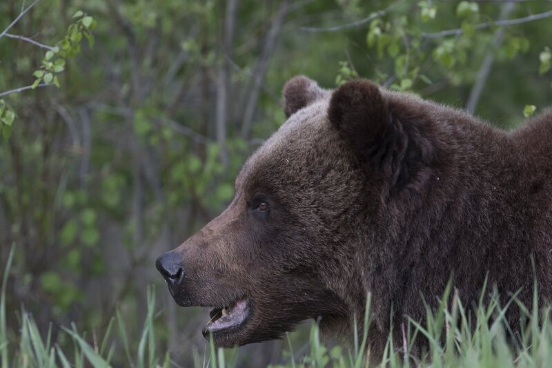 grizzlybear-0108 (2).jpg :: Closeup of grizzly bear