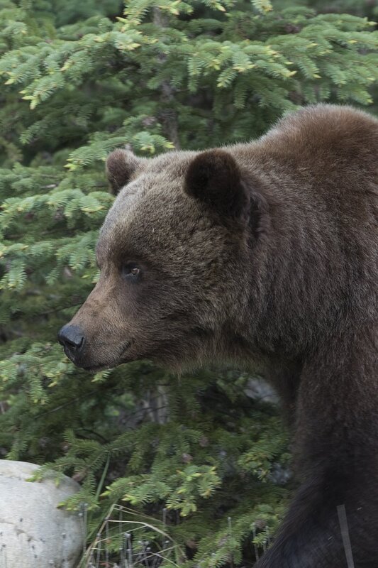 grizzlybear-0126.jpg :: Closeup of grizzly bear