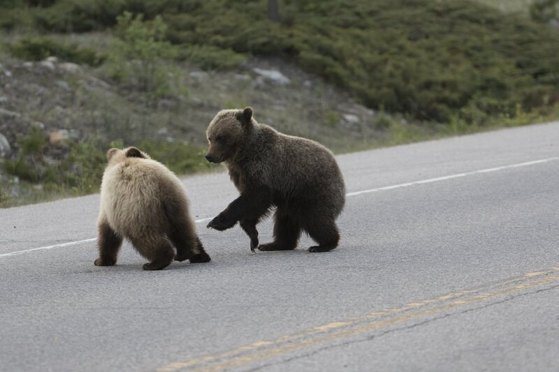 grizzlybear-0151.jpg :: Grizzly bear cubs playing on highway