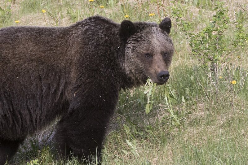 grizzlybear-0296.jpg :: Grizzly bear feeding on dandeloin