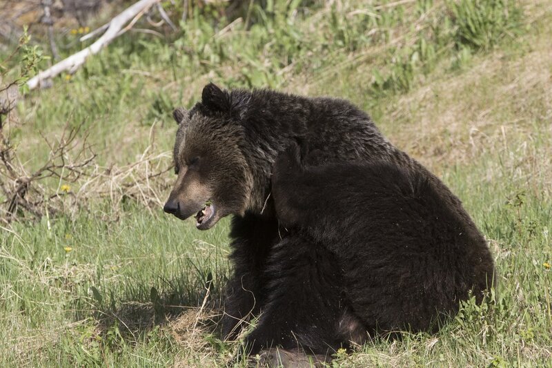 grizzlybear-0338.jpg :: Grizzly bear scratching with hind foot