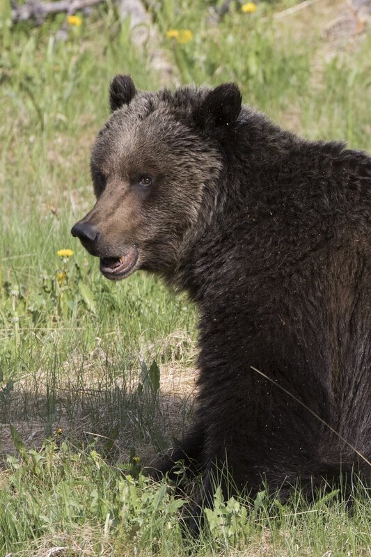 grizzlybear-0357.jpg :: Grizzly bear closeup