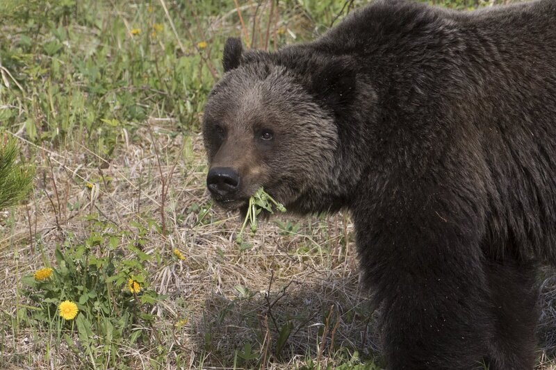 grizzlybear-0374.jpg :: Grizzly bear feeding on dandelion in spring