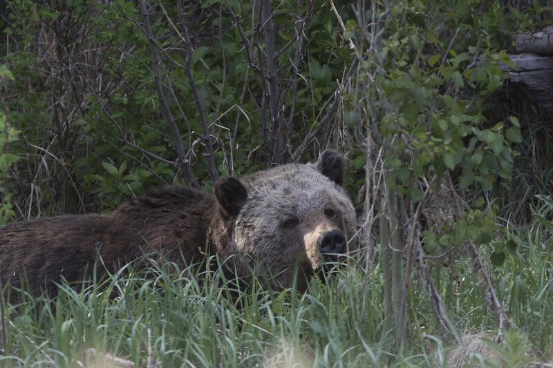 grizzlybear-0439.jpg :: Grizzly bear in tall grass