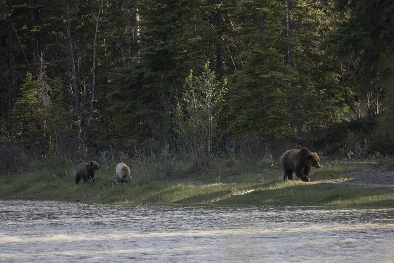 grizzlybear-9849.jpg :: Grizzly bear sow with cubs walk along river