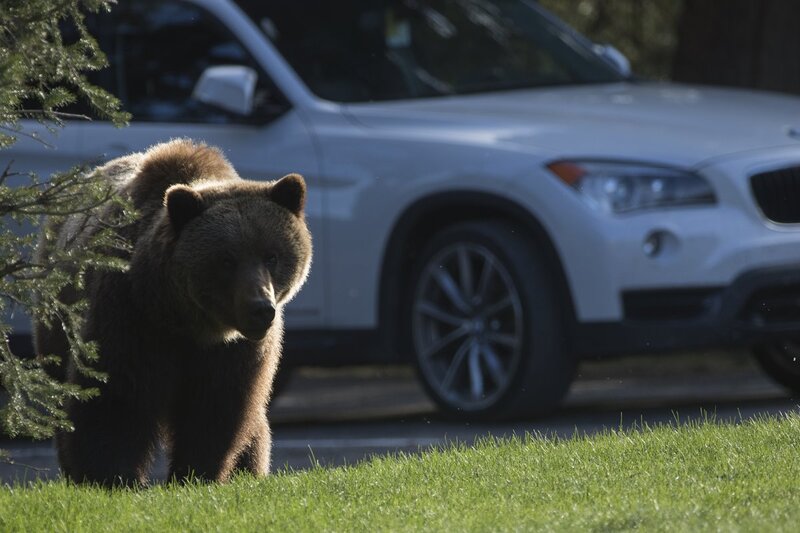 grizzlybear-9888.jpg :: Grizzly bear feeding on lawn next to car