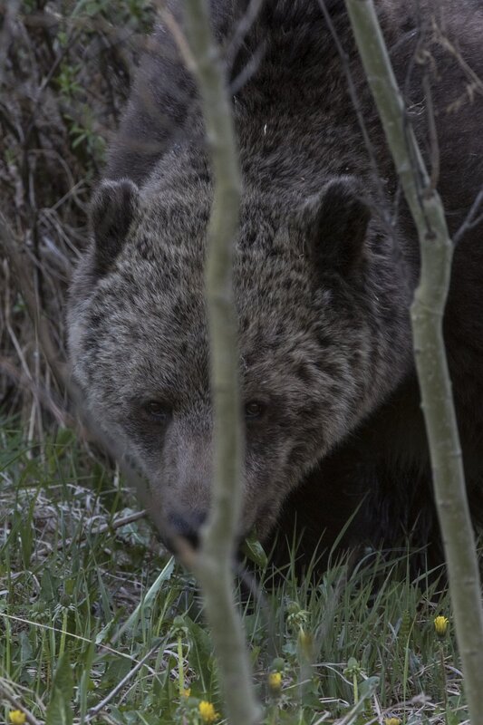 grizzlybear-99032.jpg :: Grizzly bear feeding among aspen saplings