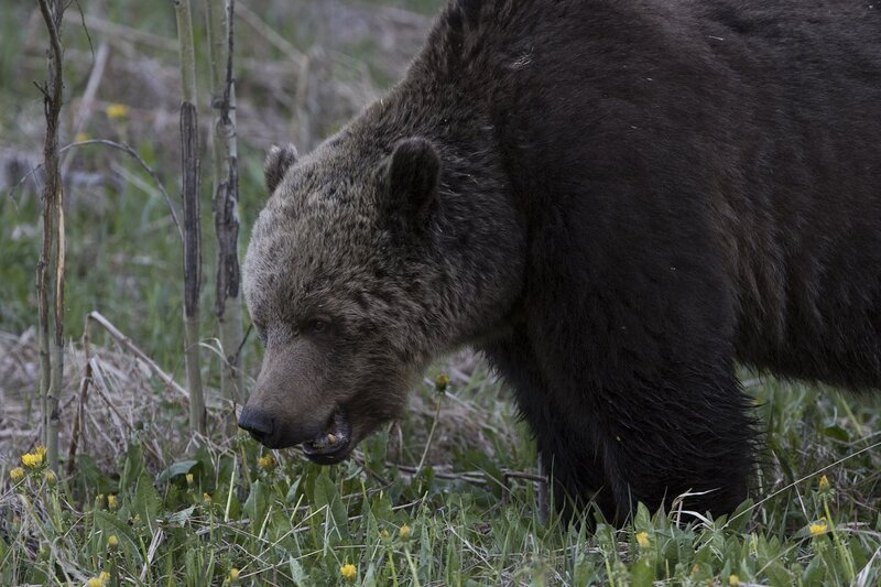 grizzlybear-9942.jpg :: Grizzly bear feeding in spring