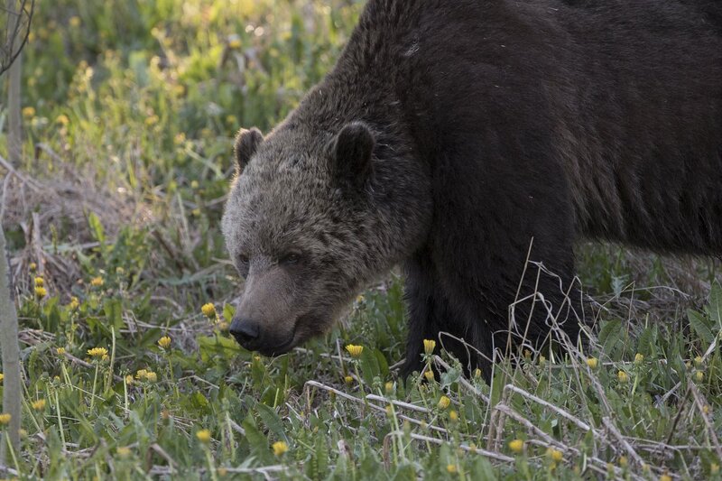 grizzlybear-9959.jpg :: Grizzly bear feeding in spring