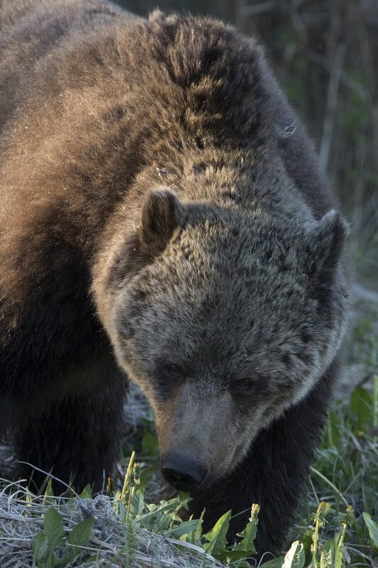 grizzlybear-9987.jpg :: Closeup of grizzly bear in spring