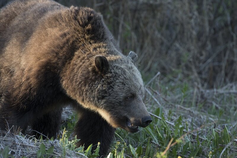 grizzlybear-9998.jpg :: Grizzly bear feeding in spring