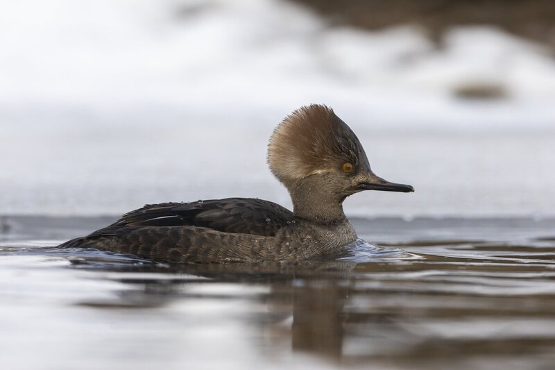 hoodedmerganser5222(1).jpg