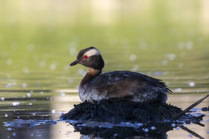 hornedgrebe0006.jpg