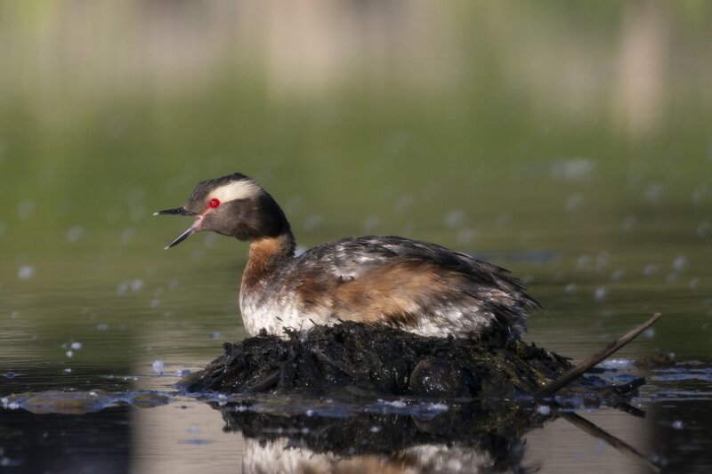 hornedgrebe0009.jpg