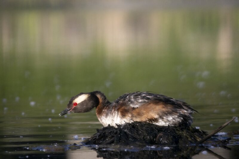 hornedgrebe0012.jpg
