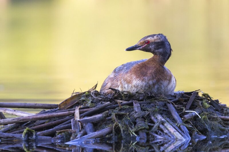 hornedgrebe0026(1).jpg
