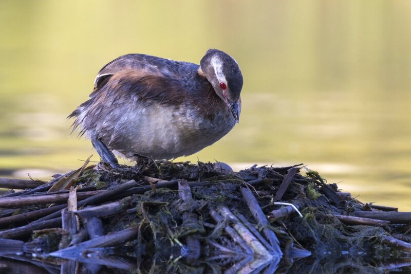 hornedgrebe0031.jpg