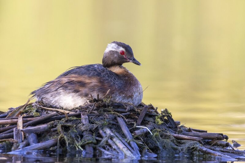 hornedgrebe0043.jpg