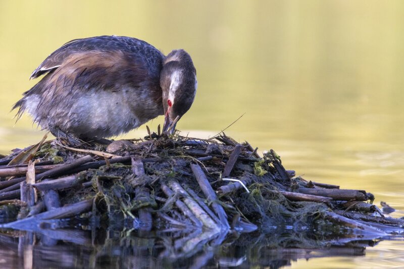 hornedgrebe0045.jpg