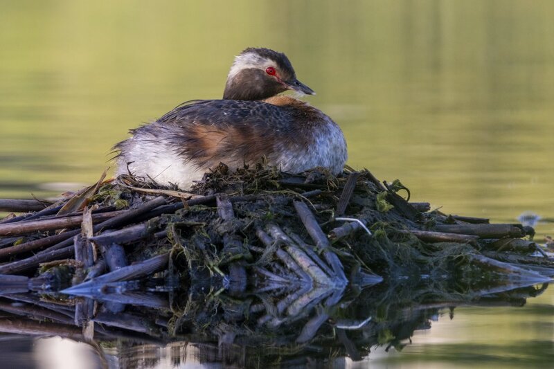 hornedgrebe0063.jpg
