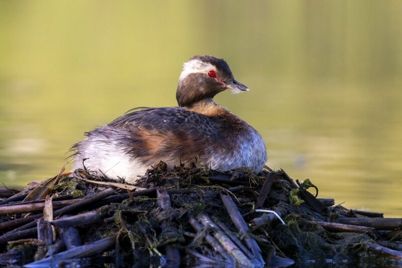 hornedgrebe0067.jpg