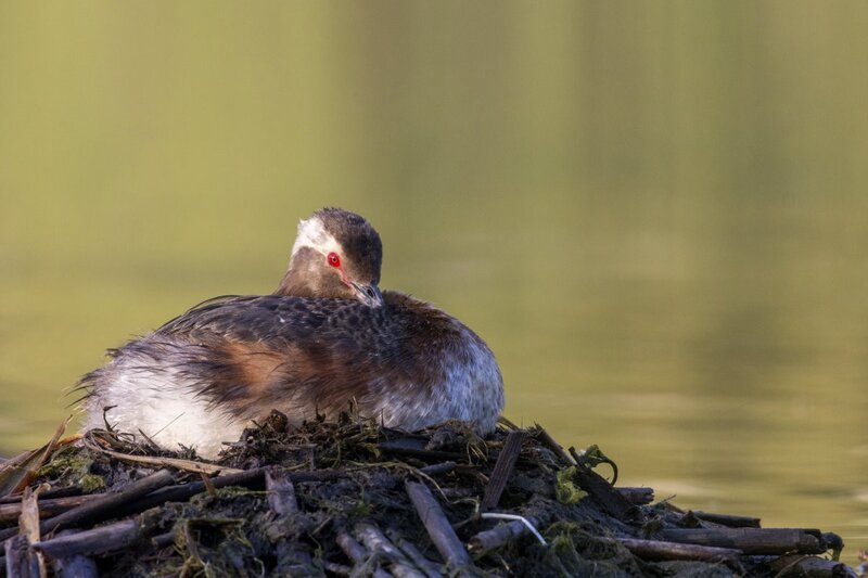 hornedgrebe0073.jpg