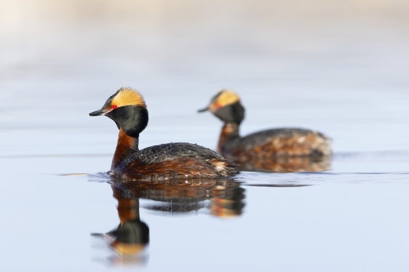 hornedgrebe0166.jpg