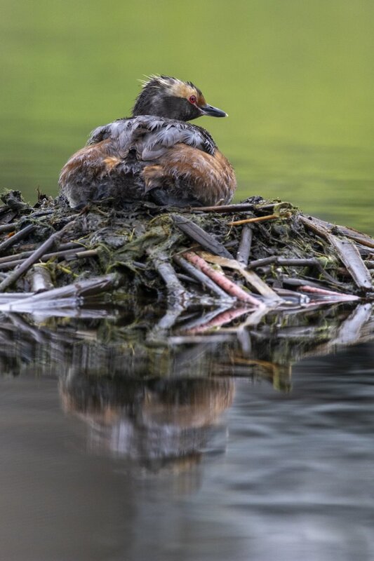 hornedgrebe0177.jpg