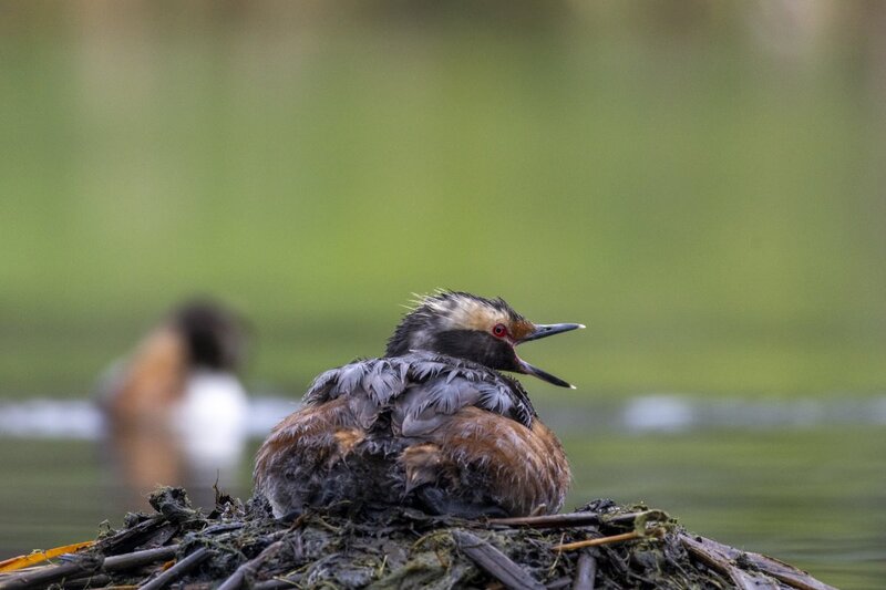hornedgrebe0180.jpg
