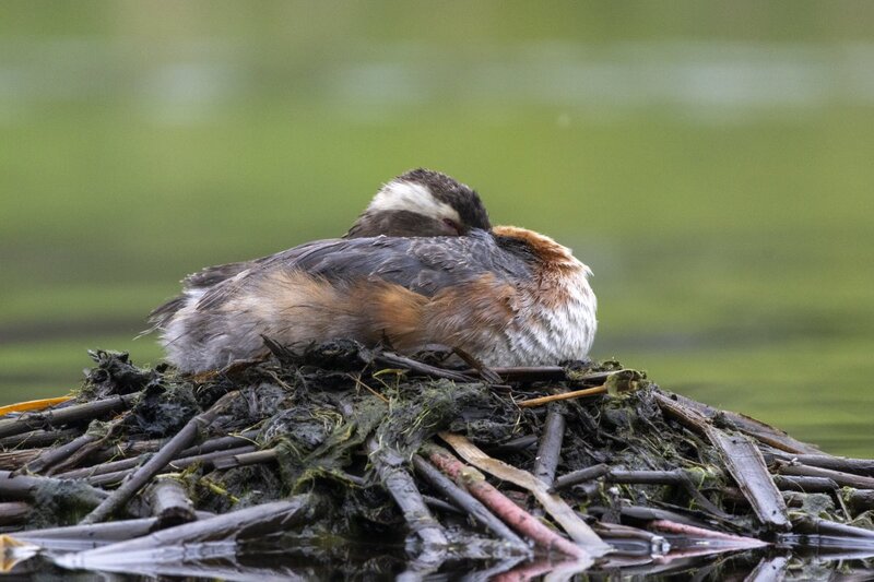 hornedgrebe0187.jpg
